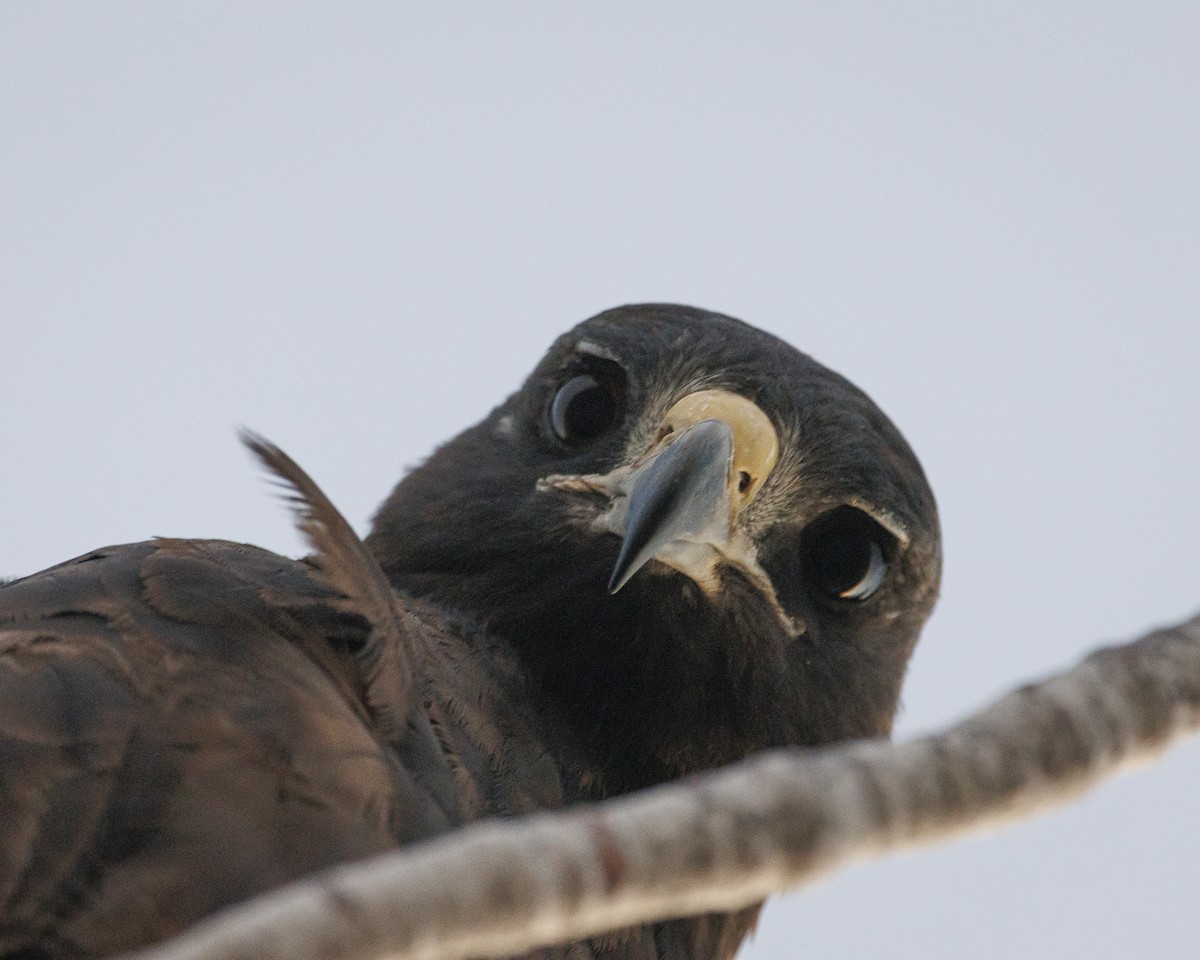 Galapagos Şahini - ML644224979
