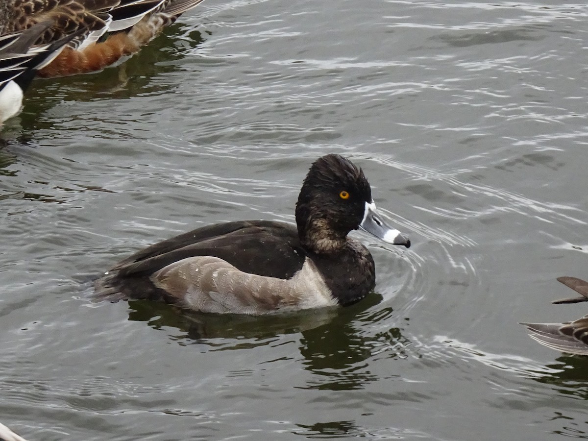 Ring-necked Duck - ML644224981