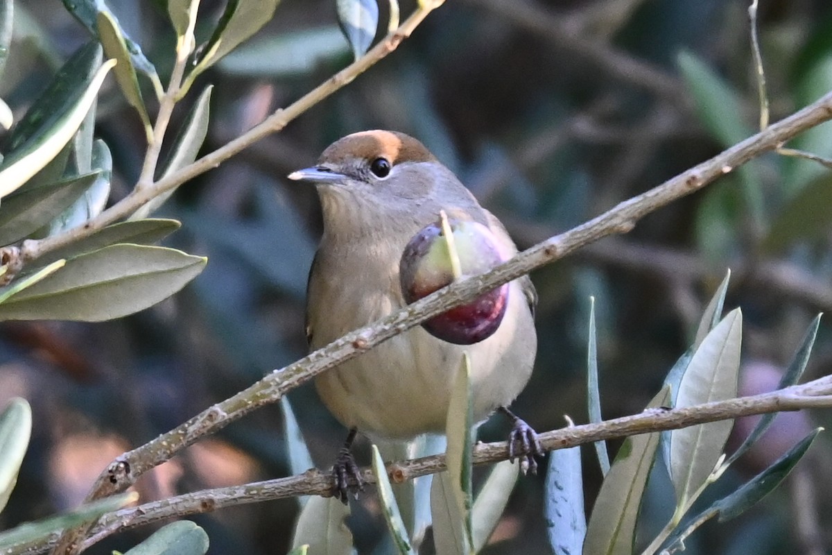 pěnice černohlavá - ML644225007