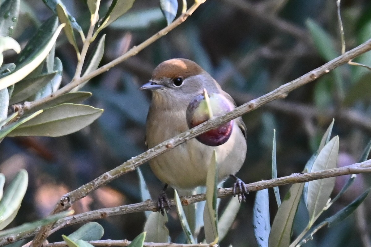 pěnice černohlavá - ML644225008
