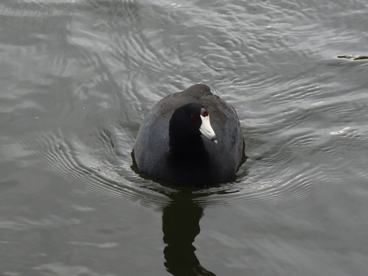 American Coot - ML644225014