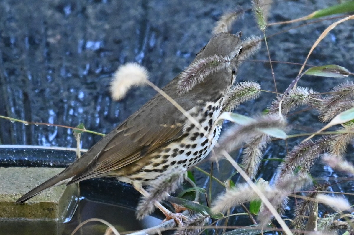 drozd zpěvný - ML644225015