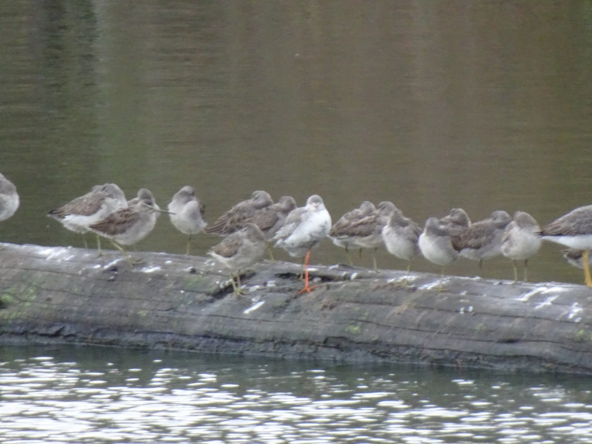 Spotted Redshank - ML644225028