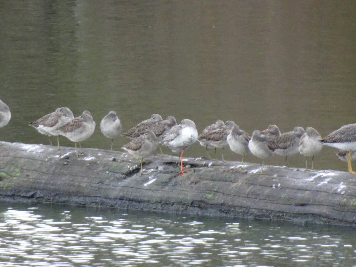 Spotted Redshank - ML644225029
