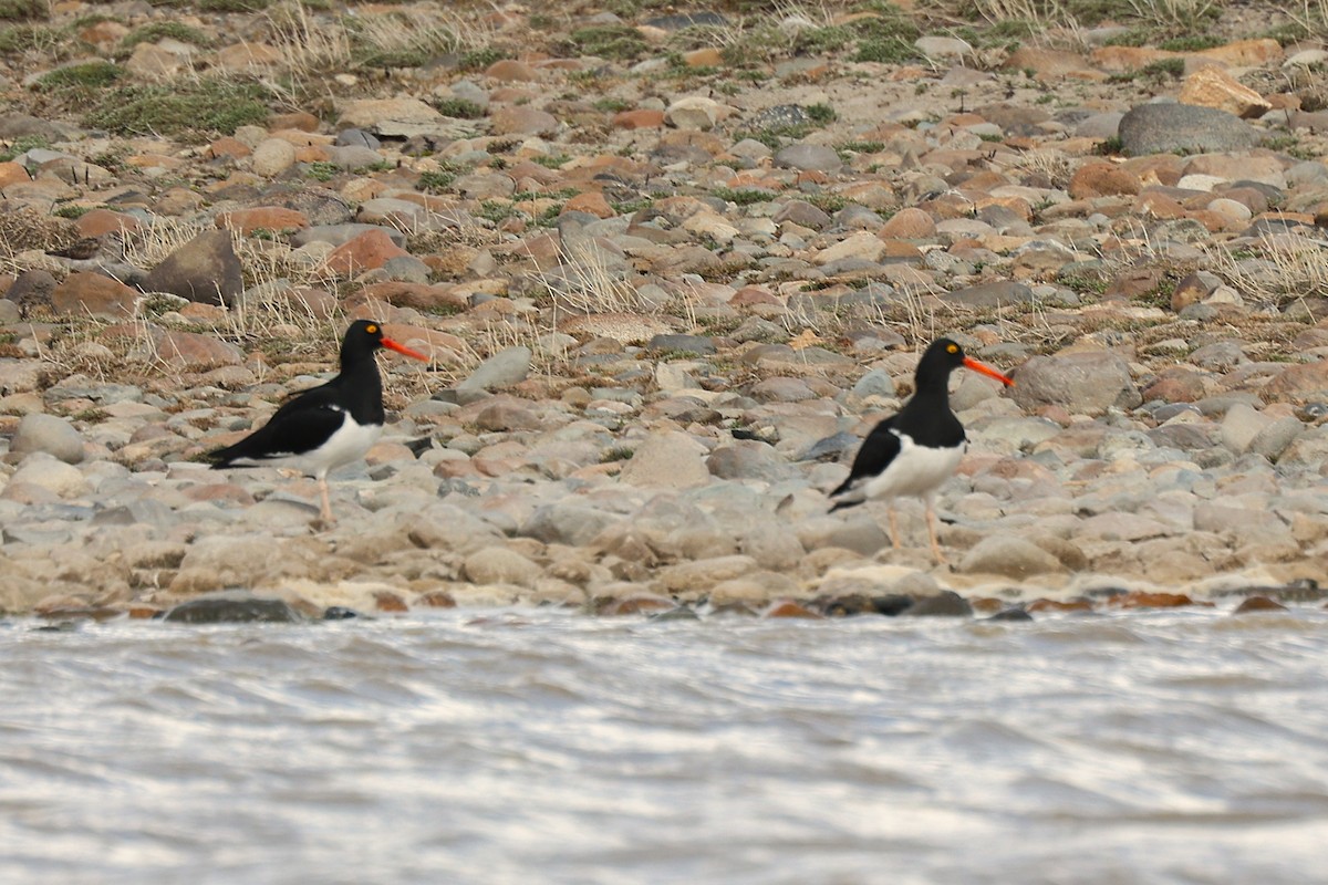 マゼランミヤコドリ - ML644225042