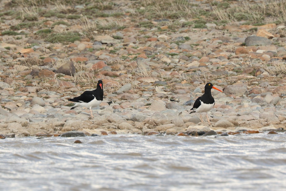 マゼランミヤコドリ - ML644225043