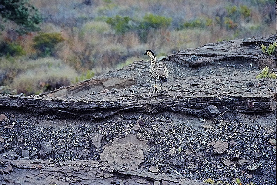 Гавайская казарка - ML644225056