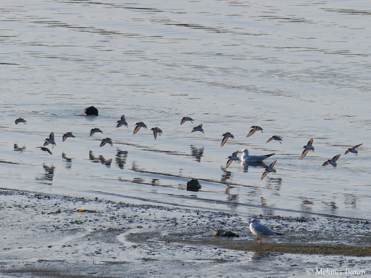 Bécasseau minute - ML644225059