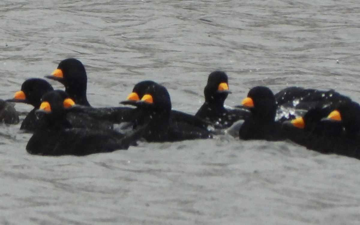 Black Scoter - ML644225067