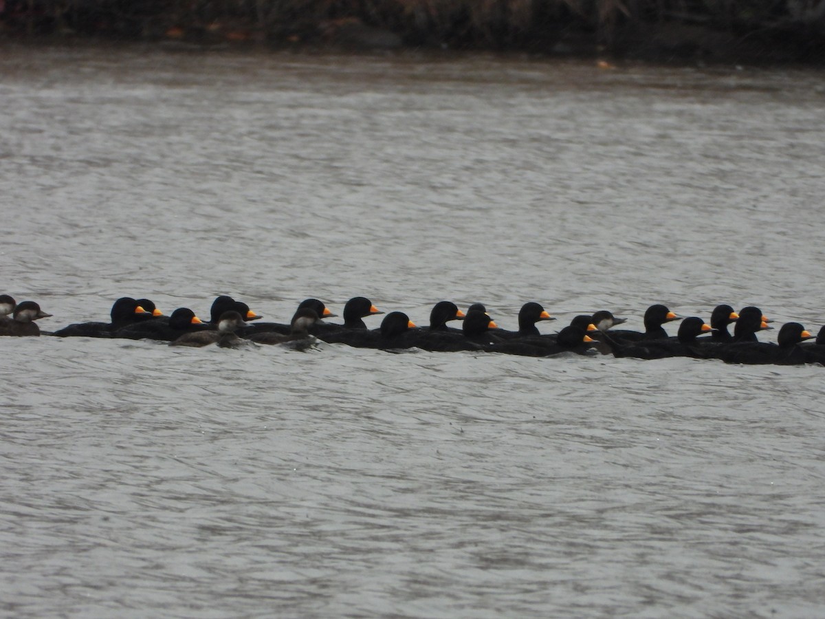 Black Scoter - ML644225068