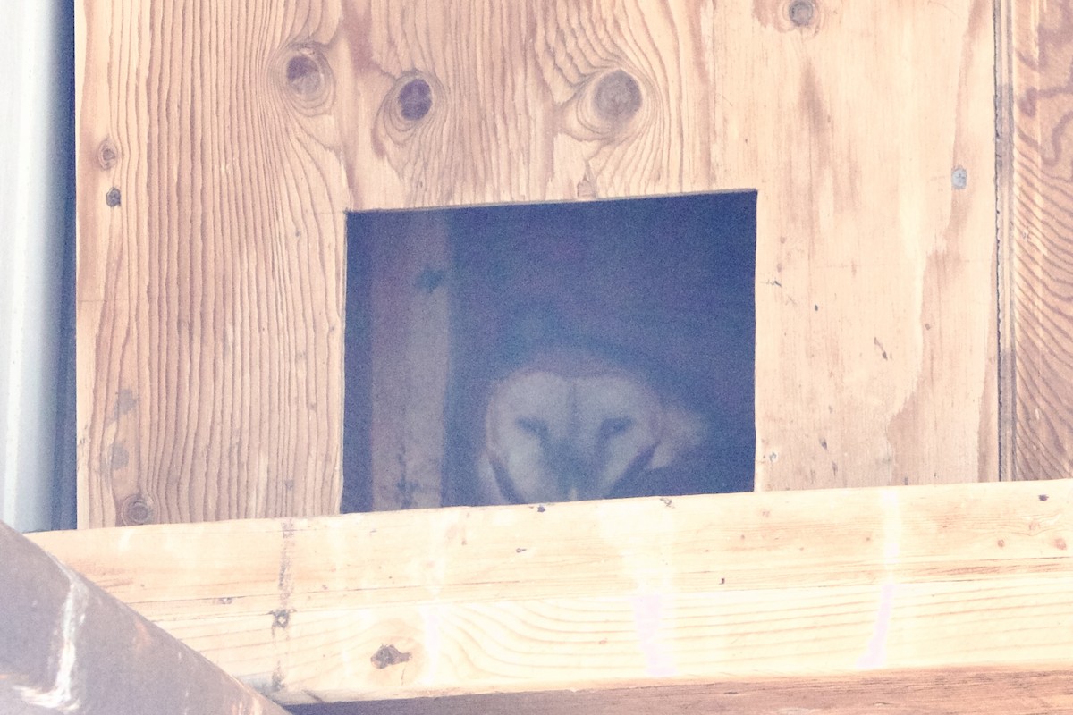 American Barn Owl (American) - ML644225088