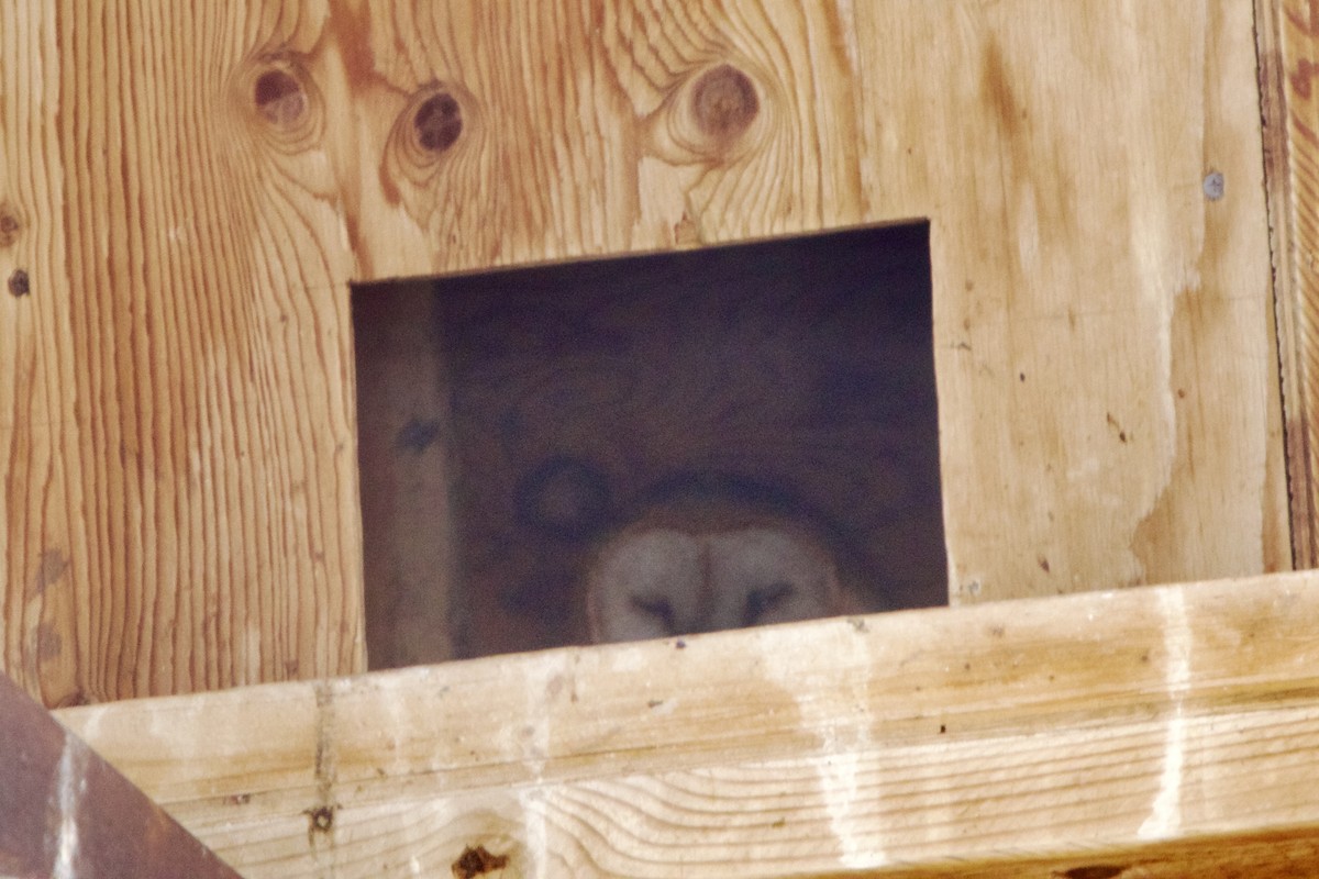 American Barn Owl (American) - ML644225089