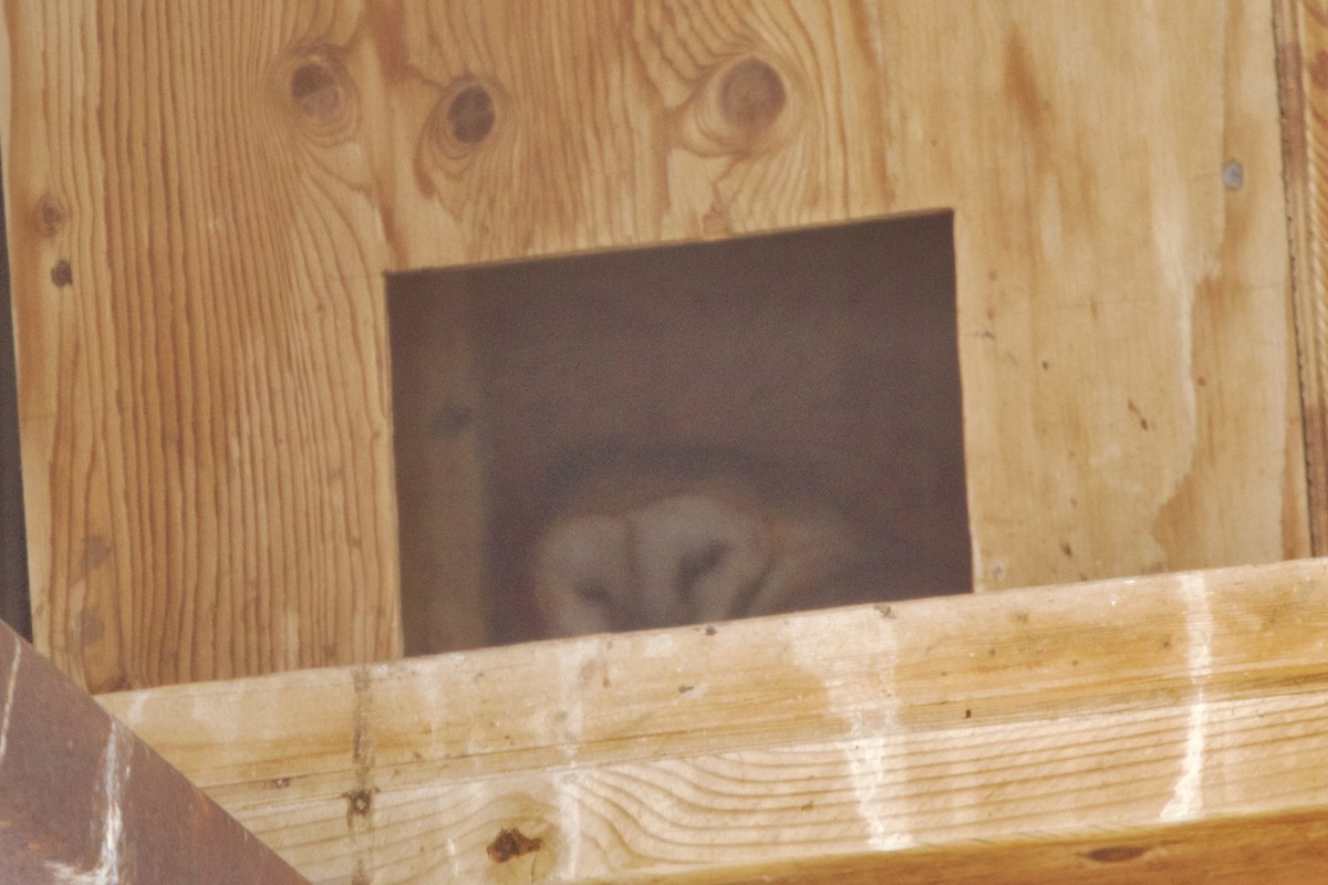 American Barn Owl (American) - ML644225090