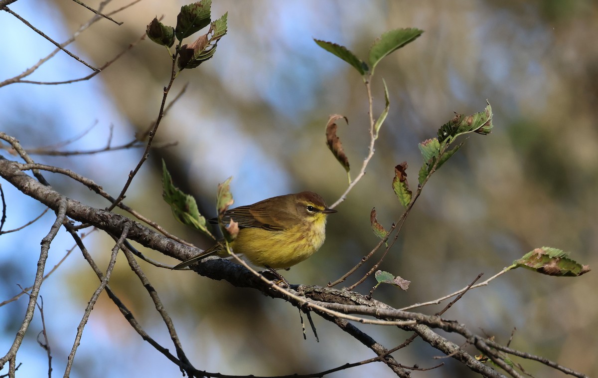 Palm Warbler - ML644225095