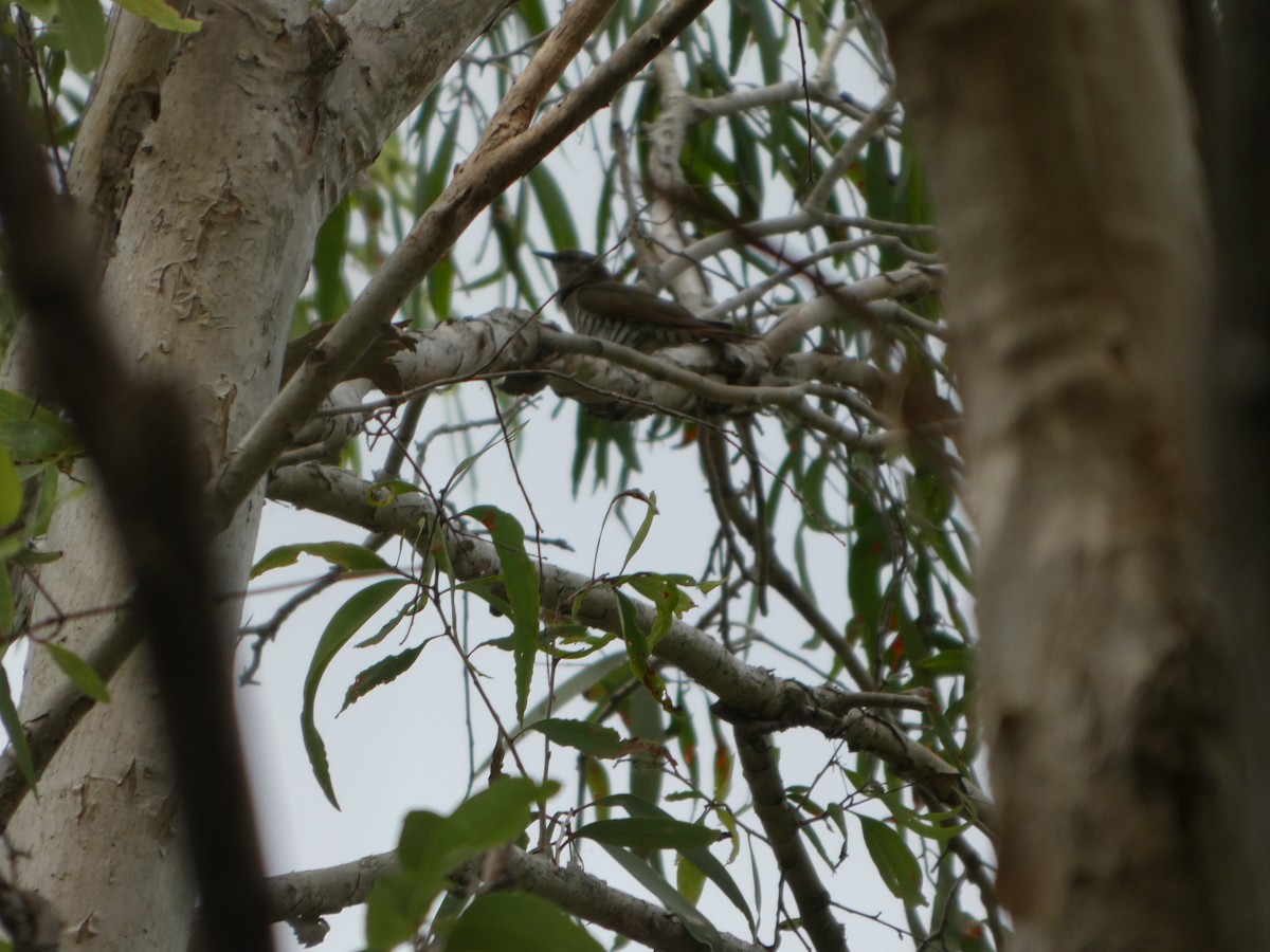 pygmégjøk - ML644225117