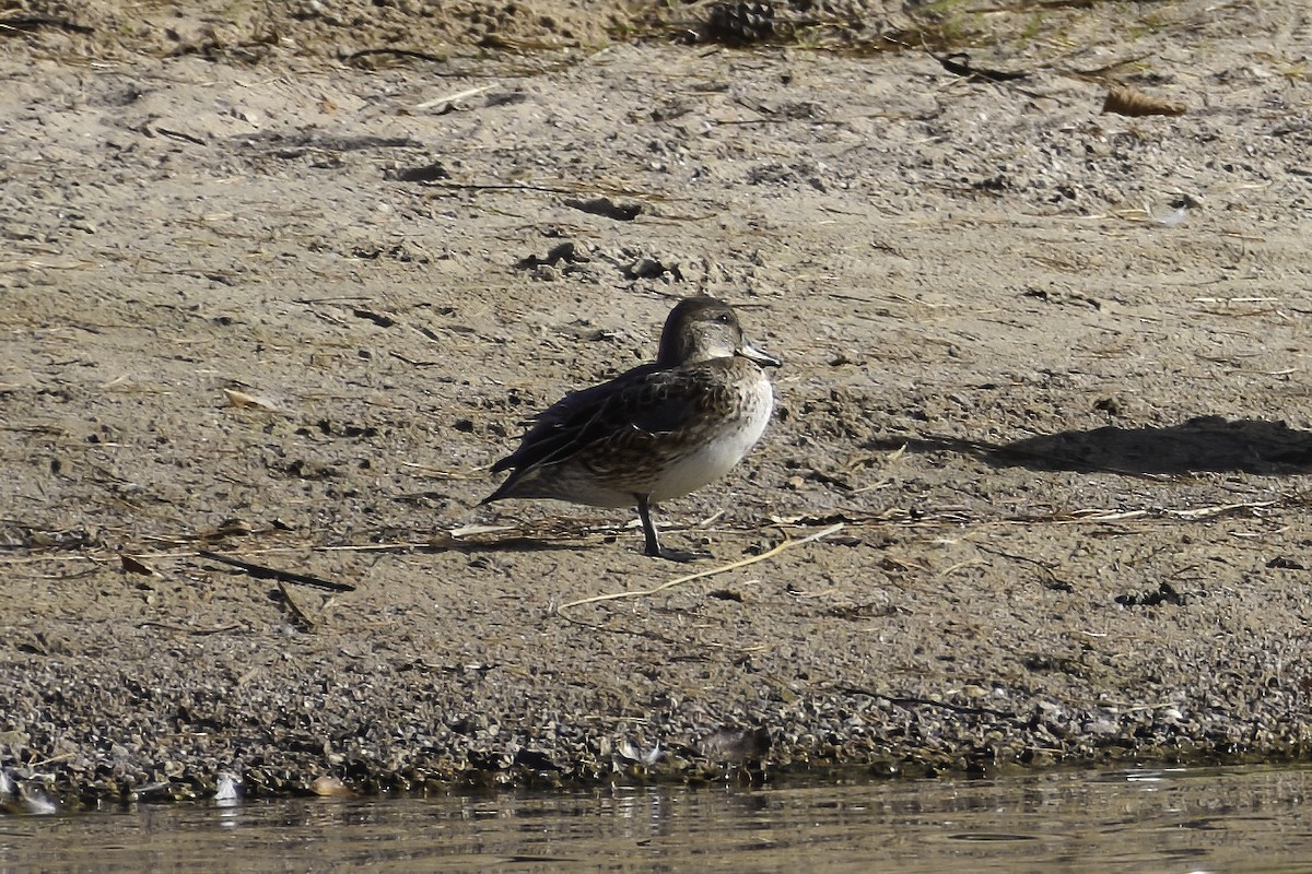 Green-winged Teal - ML644225130