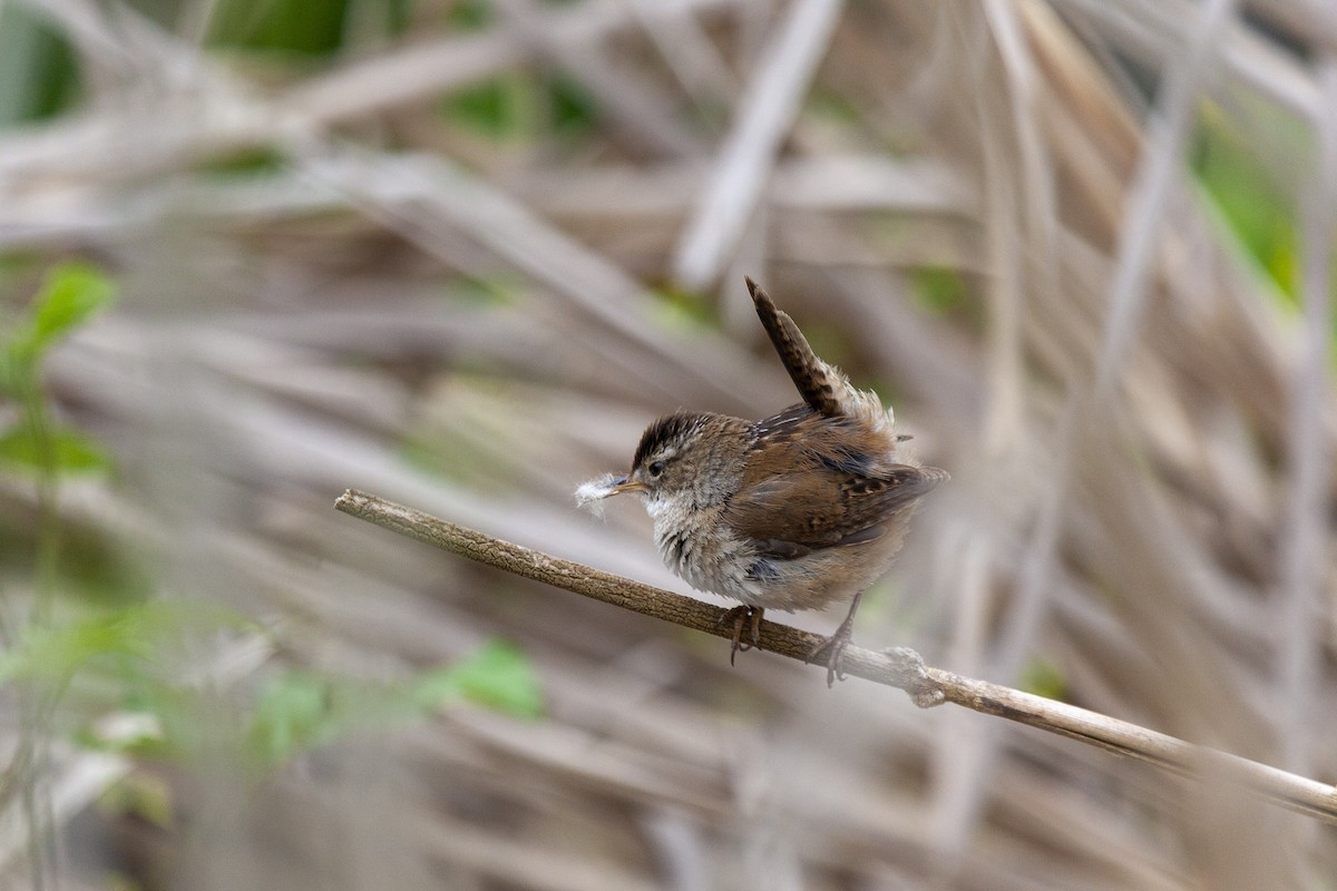 Marsh Wren - ML644225131