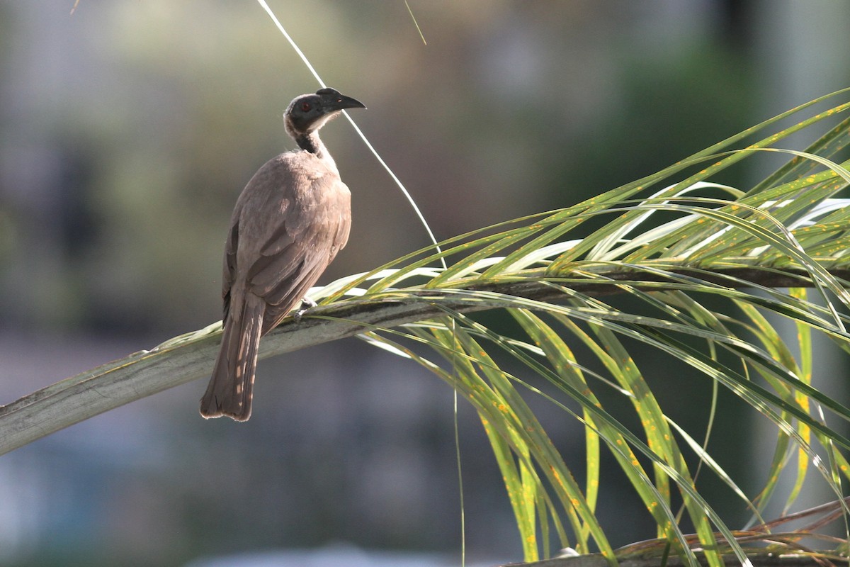 hjelmmunkefugl (yorki) - ML644225144