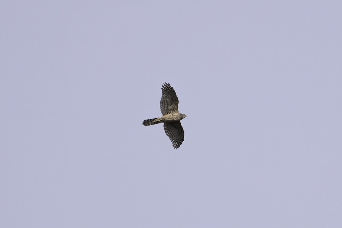 נץ גדול - ML644225145