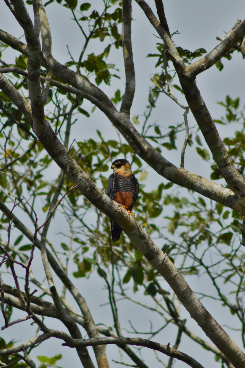 Bat Falcon - ML644225153