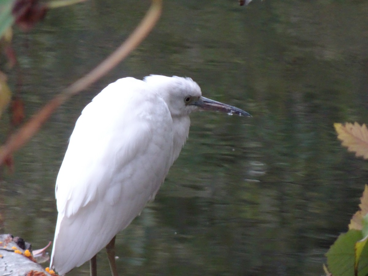 Little Blue Heron - ML644225155