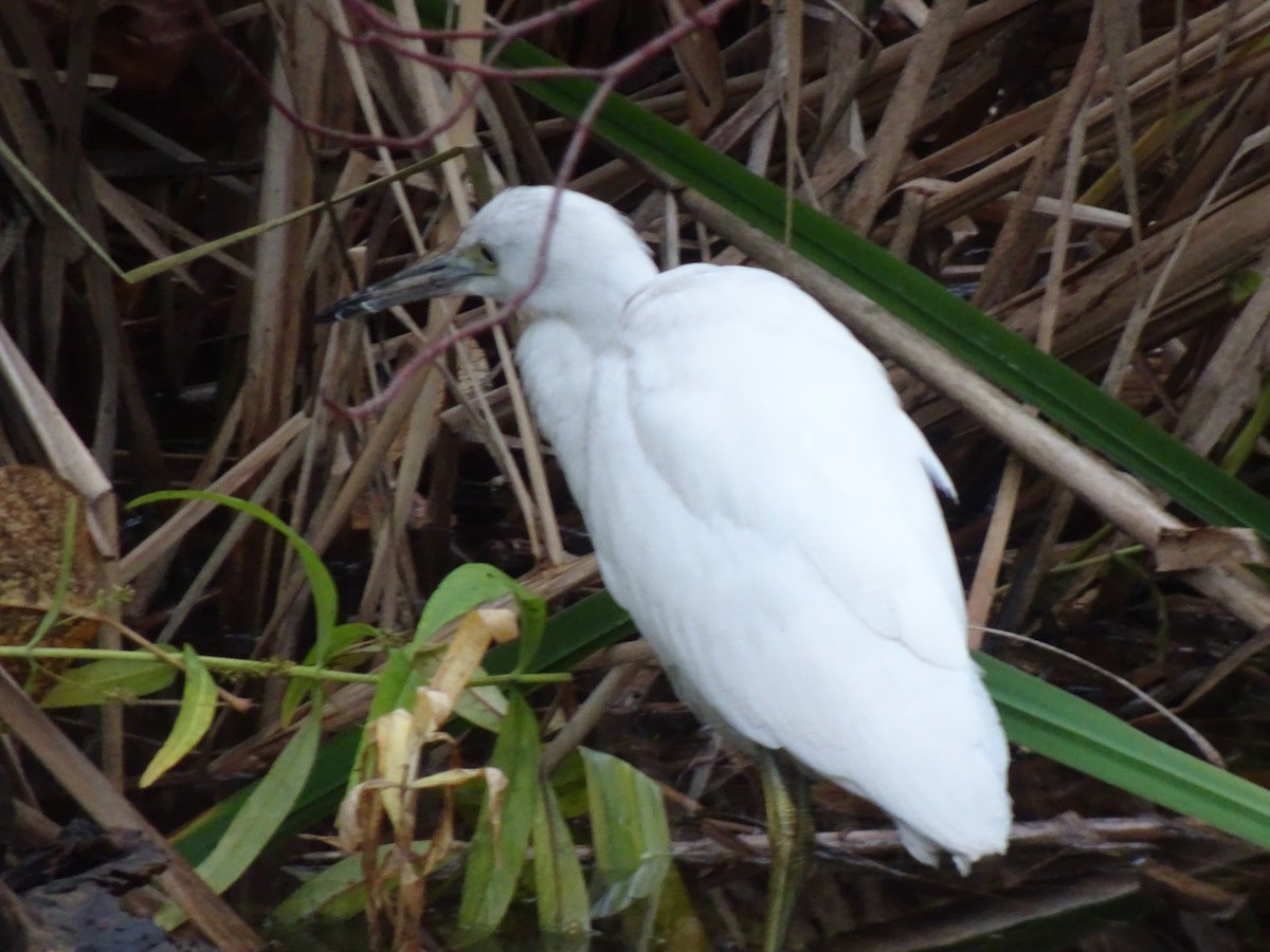 Little Blue Heron - ML644225156