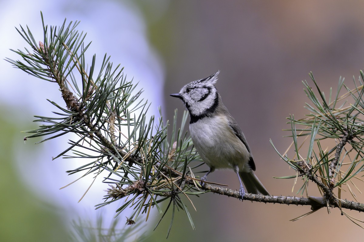 Crested Tit - ML644225162