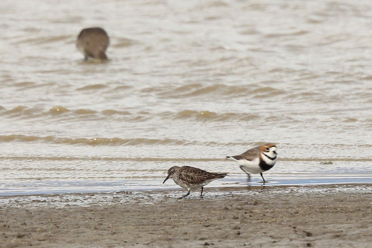 Pluvier des Falkland - ML644225173