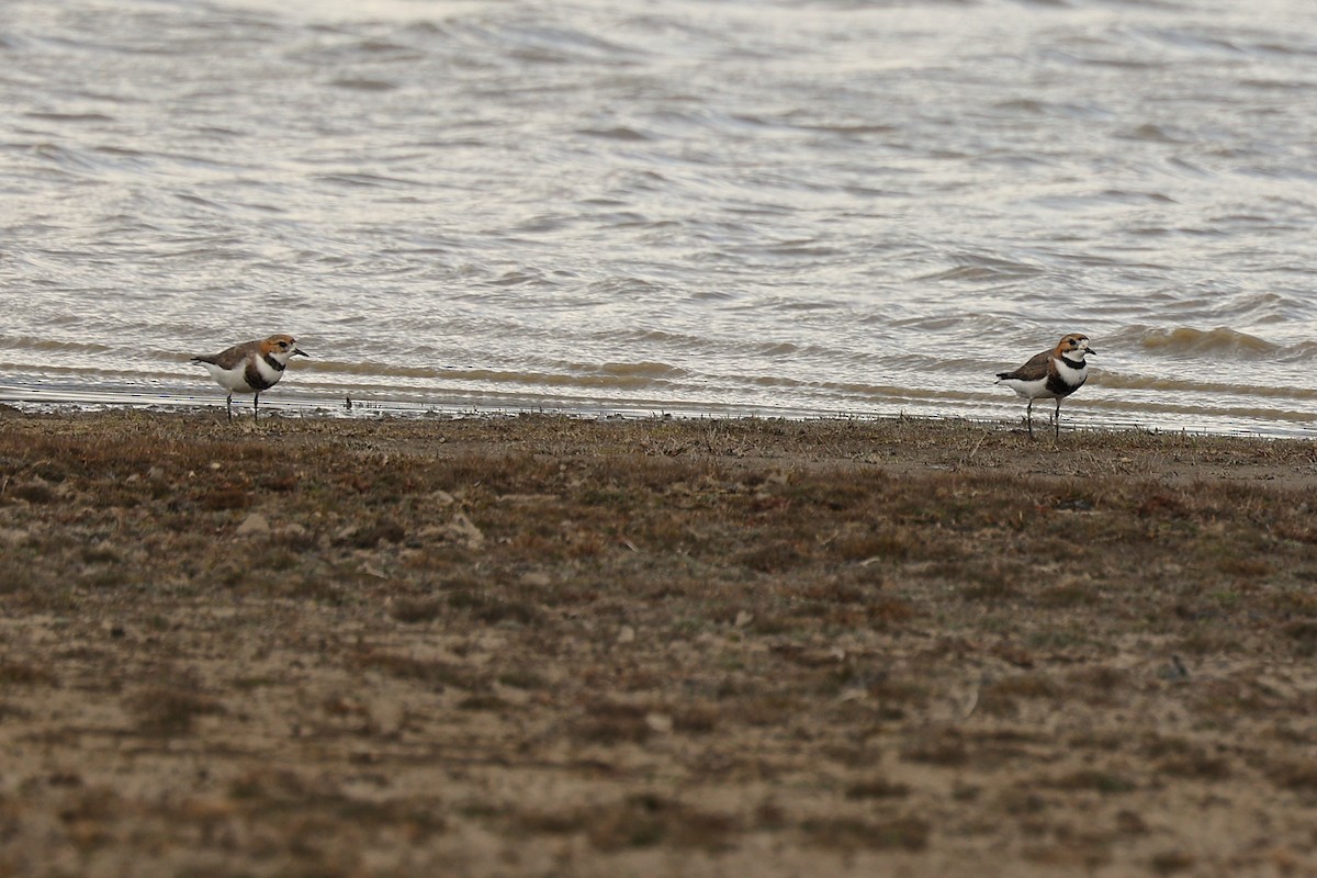 Pluvier des Falkland - ML644225174