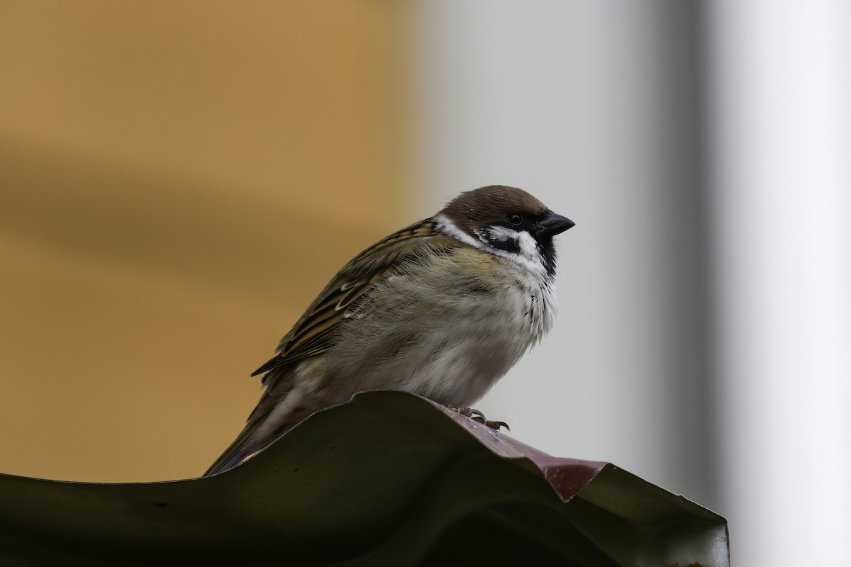 Eurasian Tree Sparrow - ML644225178