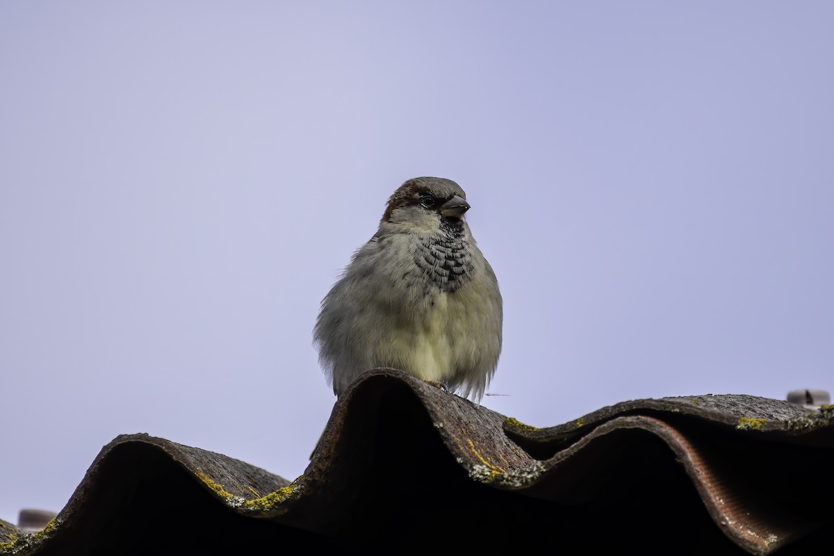 House Sparrow - ML644225190