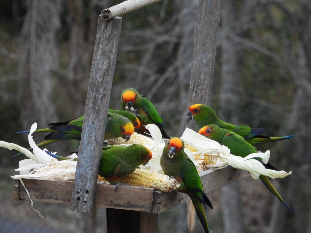 American Barn Owl - ML644225193