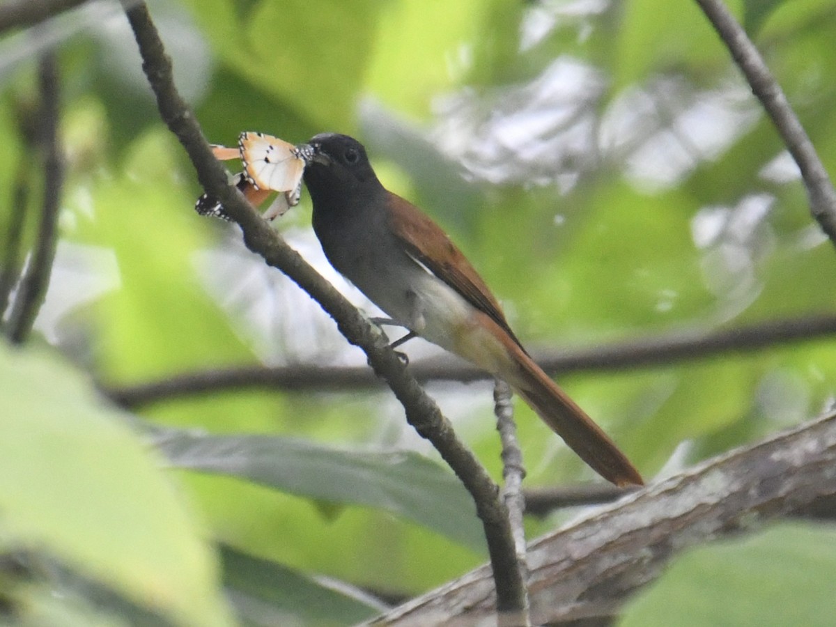 ブライスサンコウチョウ - ML644225229