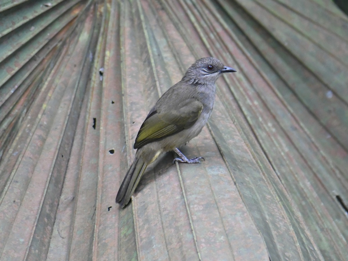 Olive-winged Bulbul - ML644225240