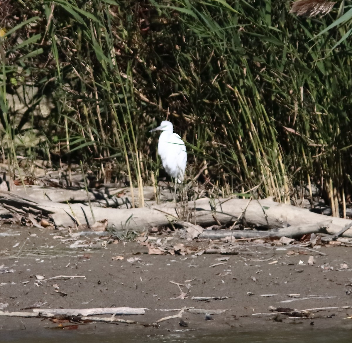 Little Blue Heron - ML644225251