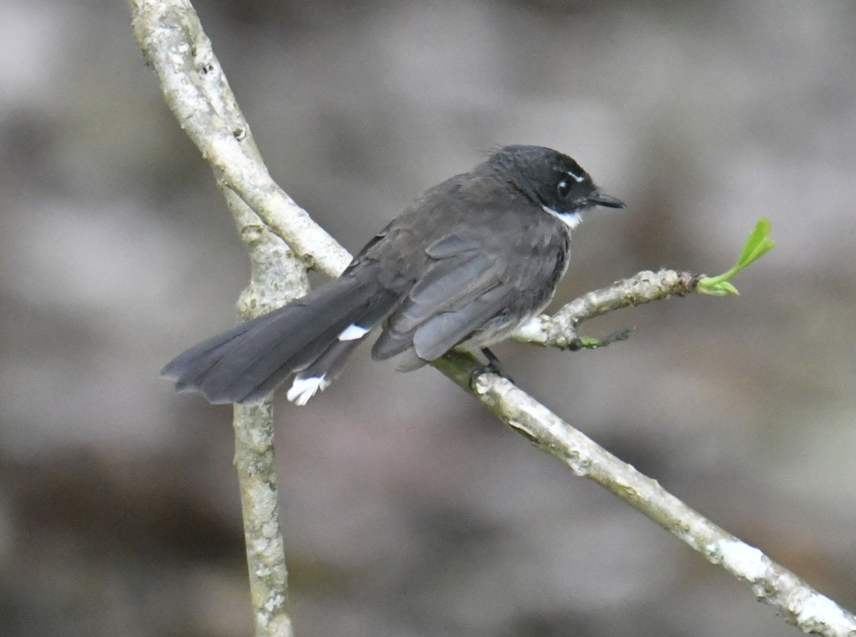 Malaysian Pied-Fantail - ML644225252