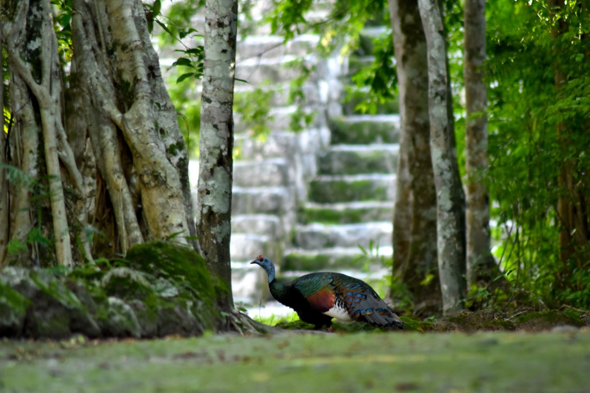 Ocellated Turkey - ML644225256