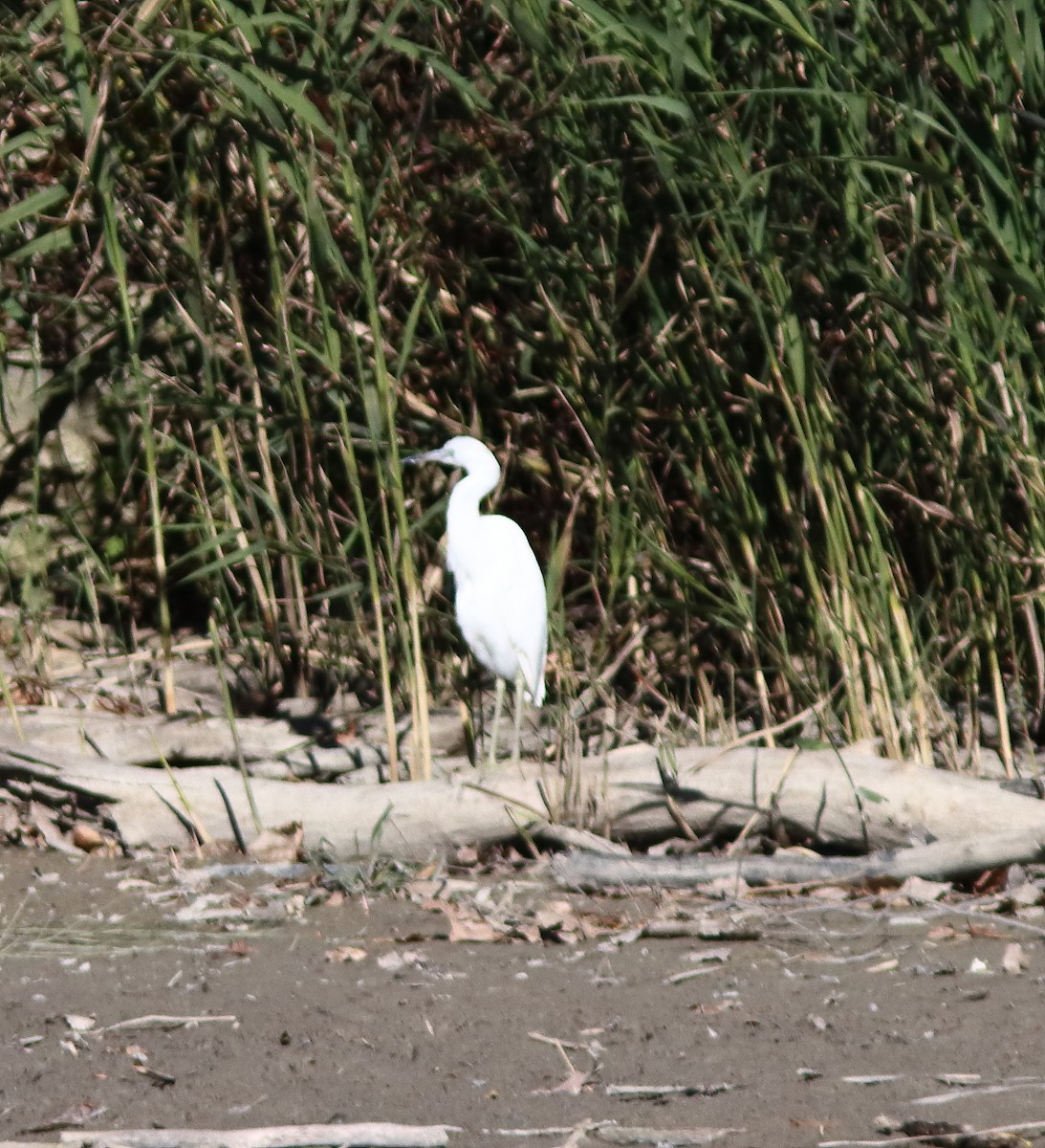 Little Blue Heron - ML644225269