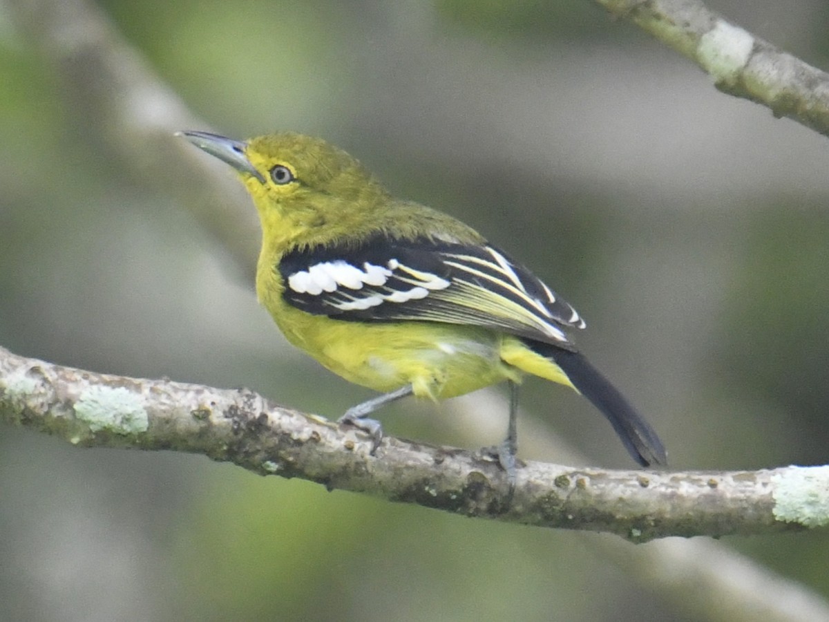 Common Iora - ML644225276