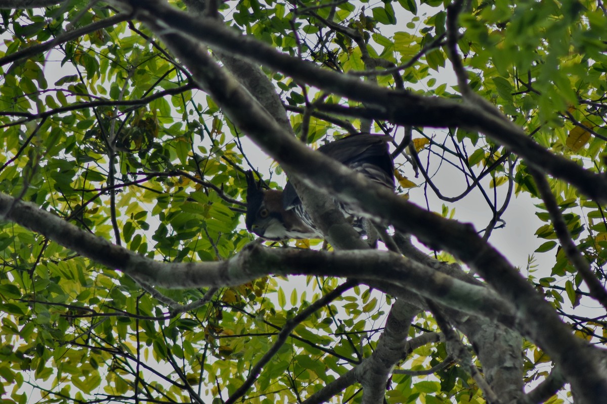 Ornate Hawk-Eagle - ML644225293
