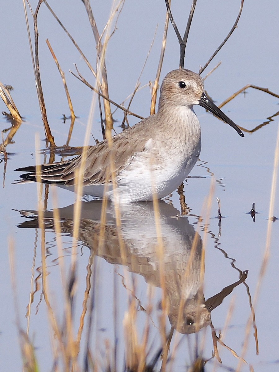 Dunlin - ML644225296