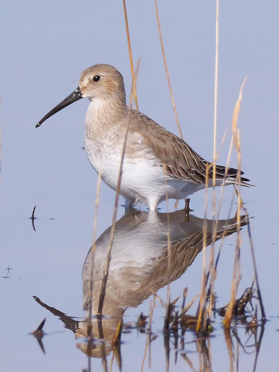 Dunlin - ML644225310