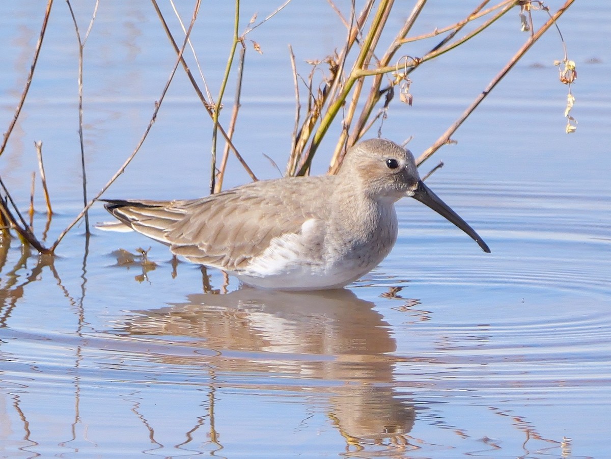 Dunlin - ML644225319