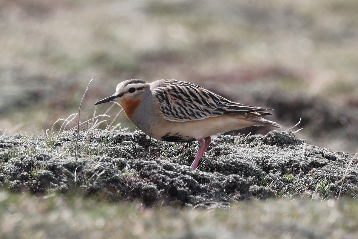 Chorlito Cabezón - ML644225348