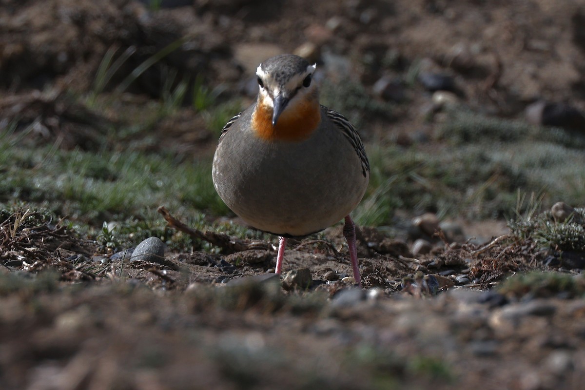 Chorlito Cabezón - ML644225349