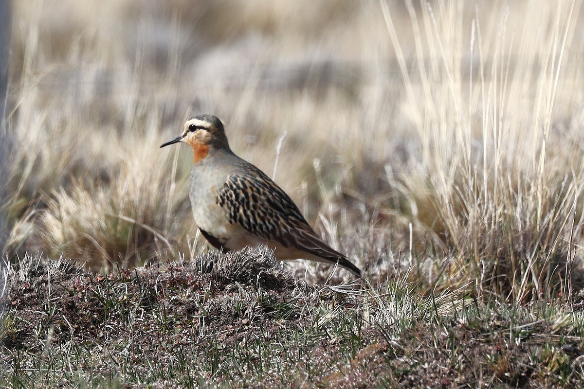 Chorlito Cabezón - ML644225350