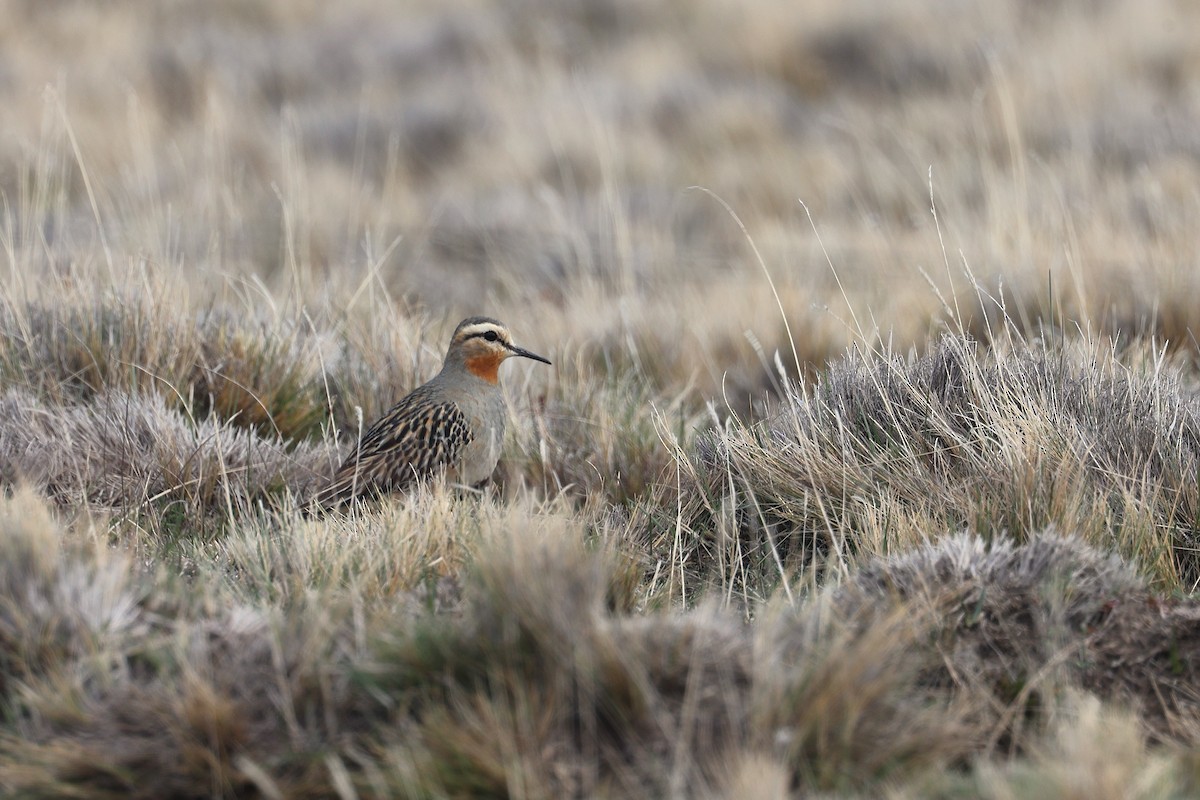 Chorlito Cabezón - ML644225351