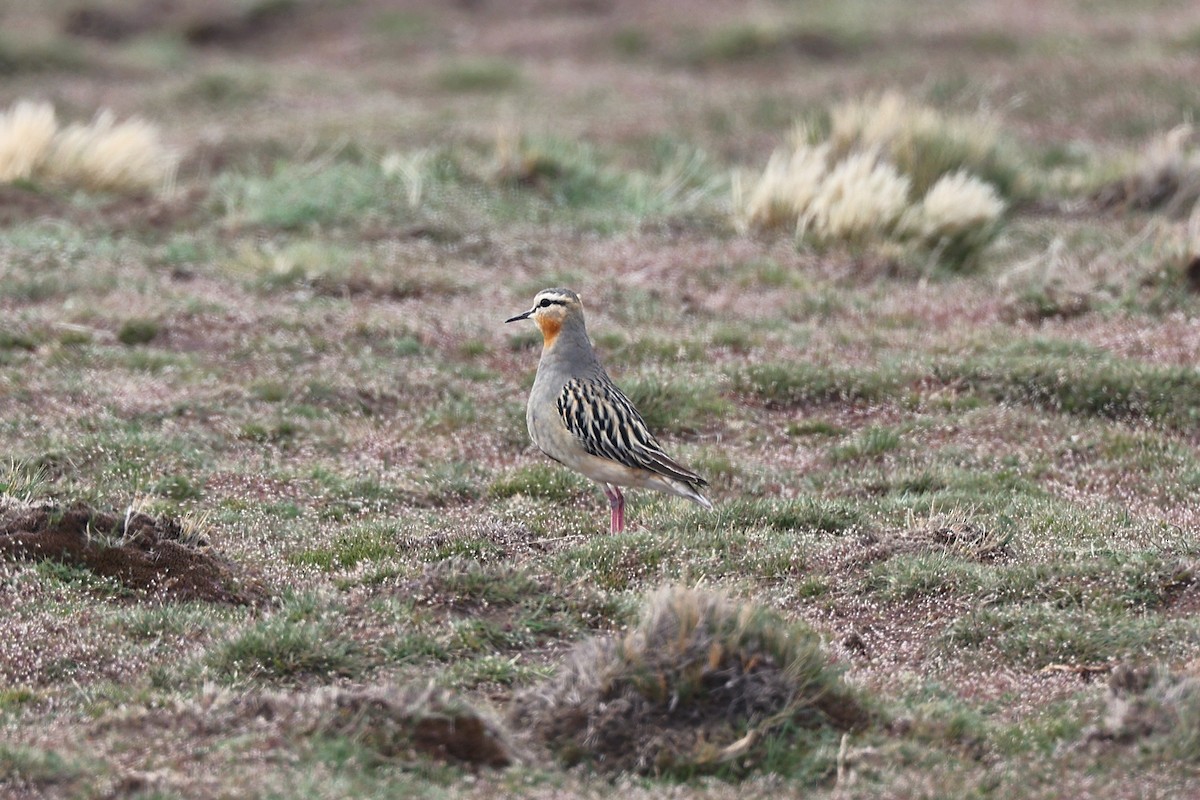 Chorlito Cabezón - ML644225352