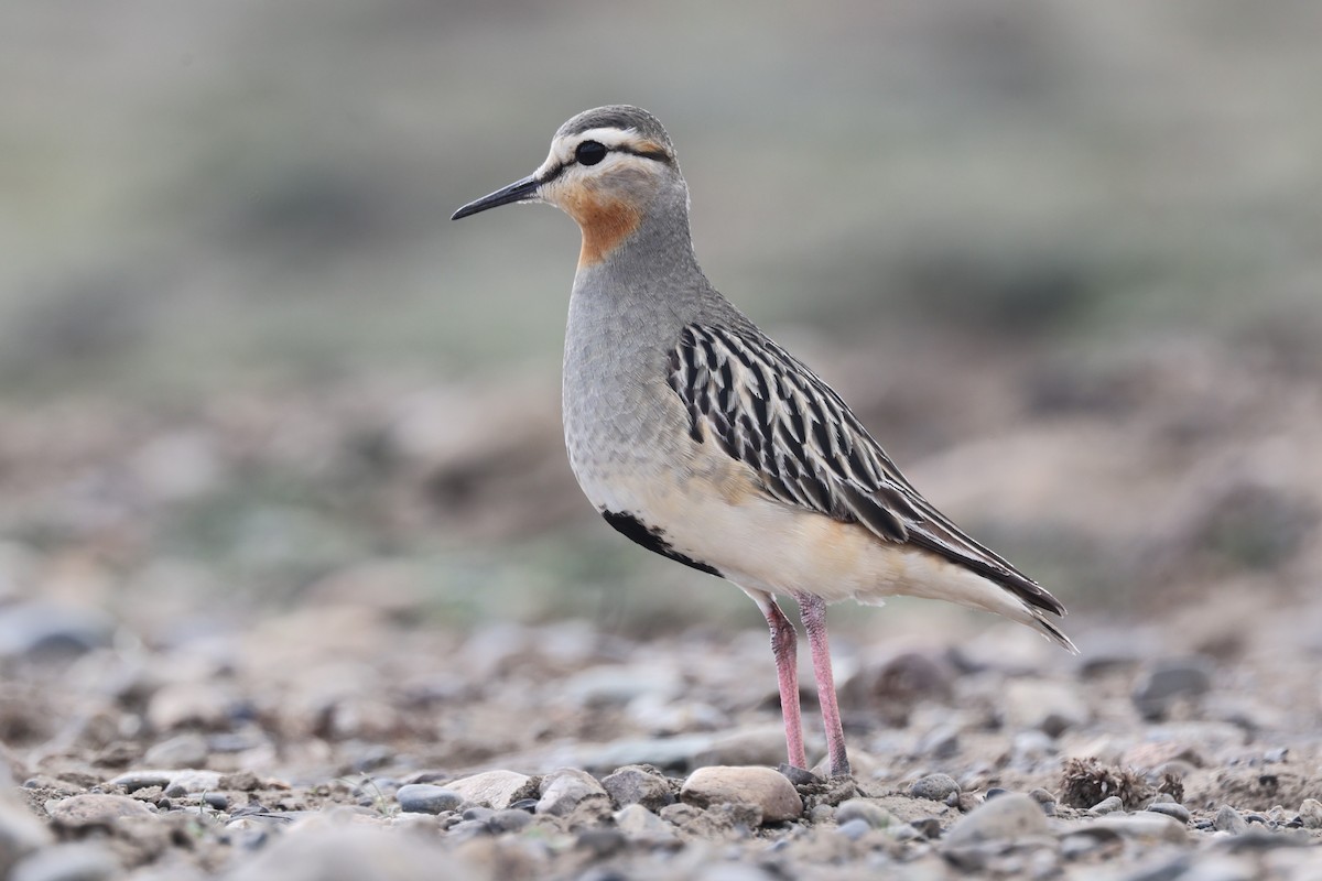 Chorlito Cabezón - ML644225353