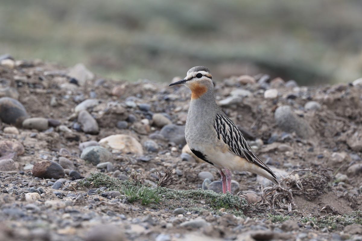 Chorlito Cabezón - ML644225354